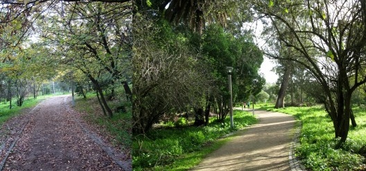 Aspectos da área florestada