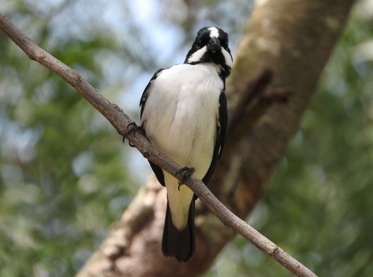 Bigodinho (Sporophila lineola), ave migratória