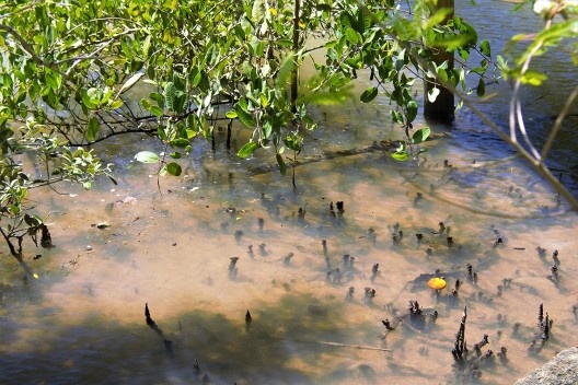 Pneumatóforos de Avicennia schaueriana