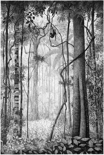 Floresta de terra firme no Rio Cristalino, Amazônia