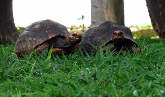 Moradores do quintal do Palácio, 2011