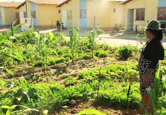 Hortas espontâneas em áreas periurbanas do Rio de Janeiro