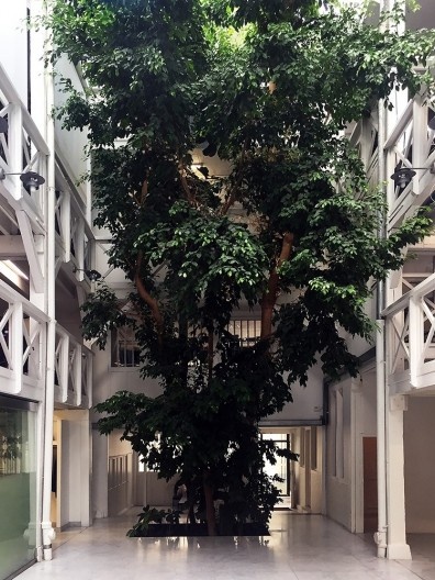 Caucho Amazonico com ficus europeu no átrio do Architecturestudio