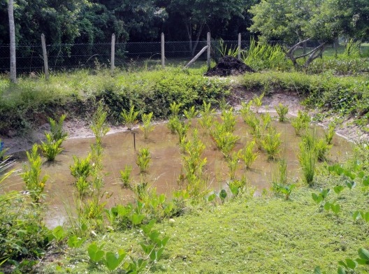 Vila Residencial de Mambucaba, depressão destinada às espécies paludosas, com plantio inicial de Acrostichum aureum, Paraty RJ. Paisagismo de Eduardo Barra