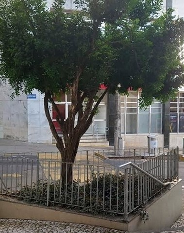 Grades para impedir a permanência da população sentada na frente de um banco