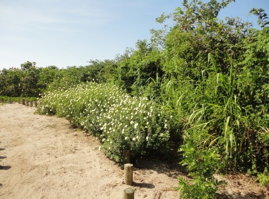 Vila Residencial de Mambucaba, herbácea Turnera ulmifolia abre suas flores à beira do caminho no período da manhã, Paraty RJ. Paisagismo de Eduardo Barra