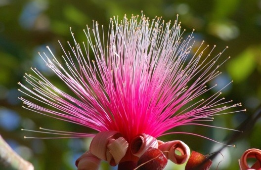 Pseudobombax ellipticum, da América Central, introduzida por Burle Marx e Luiz Emygdio no Rio de Janeiro