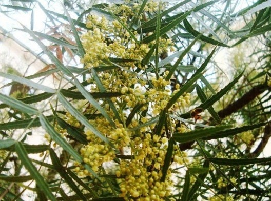 Schinus molle à direita. Efeitos paisagísticos completamente diferentes, mas não levados em consideração pelo órgão competente