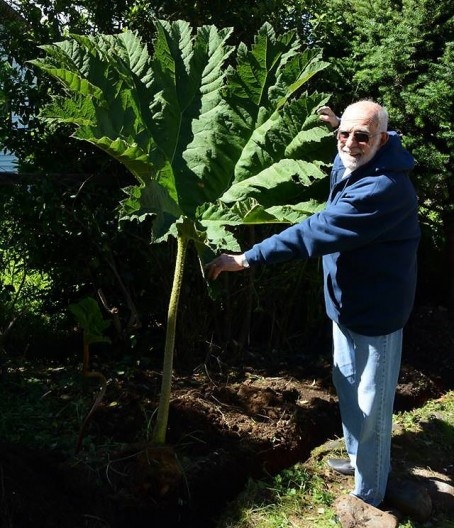 José Tabacow ao lado de uma Gunera manicata, Carretera Austral, Chile