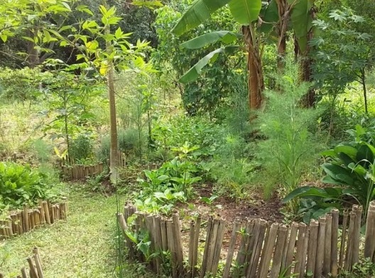 Durante a pandemia Covid-19, Canteiros em mandala da Horta Educativa