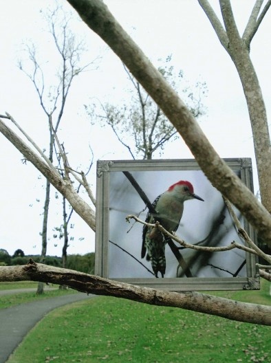 Mirando(a) – Registro de intervenção urbana, por Tom Lisboa