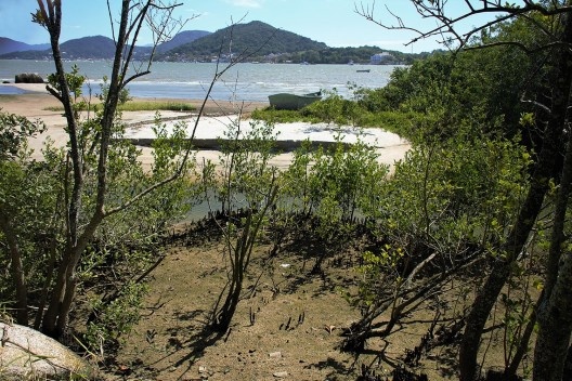 Colonização da margem pelo mangue-preto