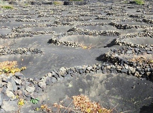 Lanzarote: a paisagem transformada pelo trabalho humano