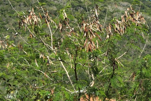 No centro da foto, com vagens secas, Leucena leucocephala