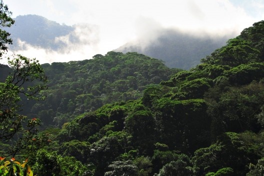Encostas da floresta da Tijuca.