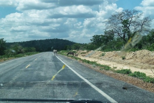 ...ou mesmo – é claro – os jegues!