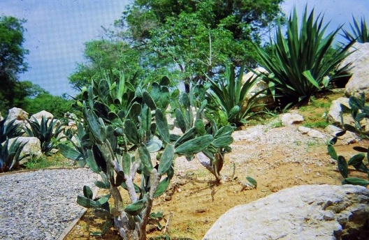 Crassuletum: suculentas já em seu local definitivo