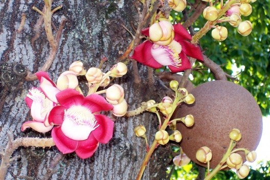 Abricó-de-macaco, espécie recorrente como as várias palmeiras, 2006