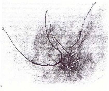 RUSKIN, J., Ruskin´s drawing, Oxford: Ashmolean Museum,1997,p. 39