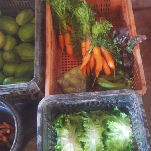 Depois da pandemia Covid-19, produtos da horta biodinâmica