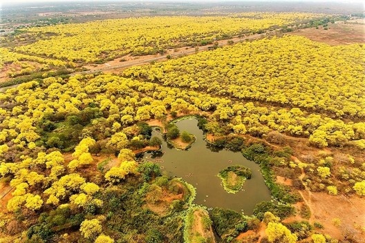 Curarires (handroanthus serratifolius), Jardim de Maracaibo, Venezuela, 1981. Roberto Burle Marx, José Tabacow e Haruyoshi Ono