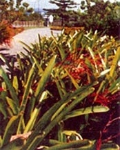 Bromélias plantadas ao longo da circulação de pedestres e ciclovia. No Parque de Educação Ambiental Professor Mello Barreto, na Barra da Tijuca