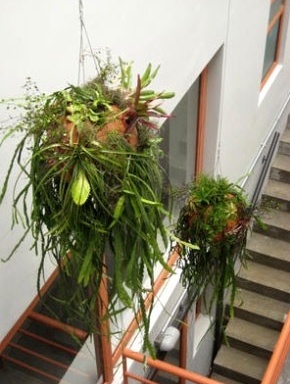 Células verdes, 2008 - Espécies epífitas, esferas cerâmicas, substrato, caos de aço e sistema de irrigação