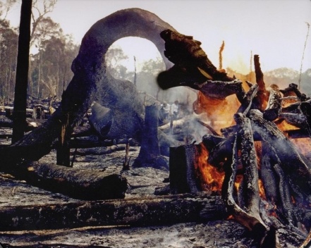 Frans Krajcberg, Século XX. A Barbárie Humana, Fotos, 2007