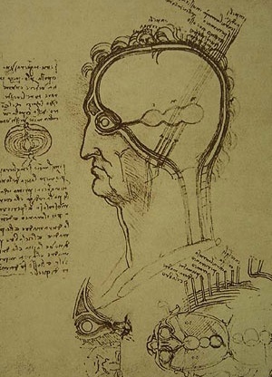 Leonardo da Vinci, Anatomia humana, 1489-90 aprox. Desenhos procedentes da coleção de Sua Majestade a Rainha Isabel II