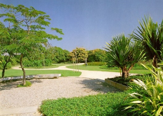 Pandanus utilis (exótica), usada por Fernando Chacel em seus trabalhos emblemáticos da Barra da Tijuca, com resultados fabulosos e completamente integrados à fisionomia do ecossistema