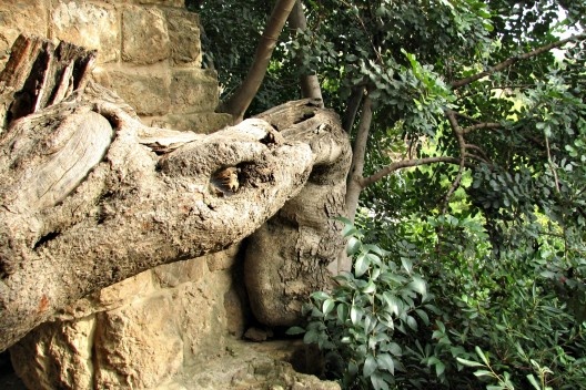 Velho exemplar de alfarrobeira (Ceratonia siliqua), entre as colunas de um viaduto, encontrado no local das obras e preservado por Gaudí.