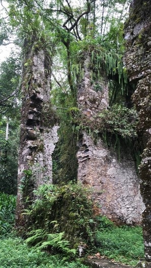Ruínas do Engenho da Lagoinha, detalhe, Ubatuba SP