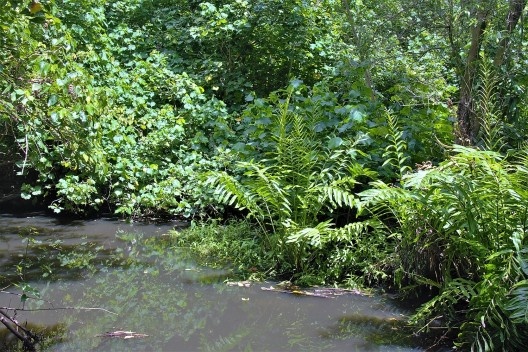 Acrostichum dannaefolium (no centro da imagem)