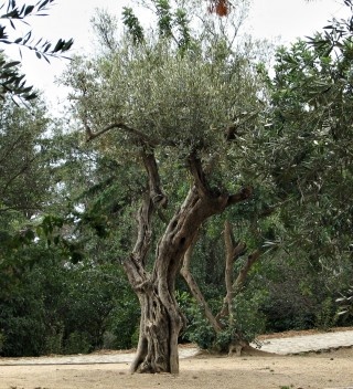 Exemplar de oliveira (Olea europaea) na parte alta do parque, provável remanescente da antiga exploração agrícola “Can Muntaner”.