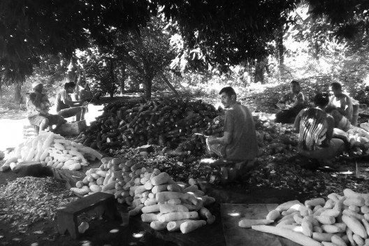 A família Santos da comunidade do Fabião 1 se reúne para descascar a mandioca no processo de fabricação da farinha