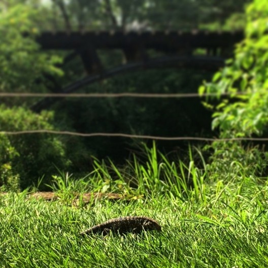 Lagarto na Floresta Nacional de Ipanema em Iperó SP