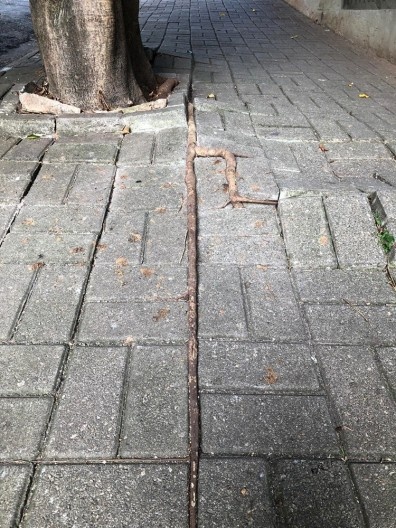 Linhas urbanas, Vila Suzana, São Paulo SP