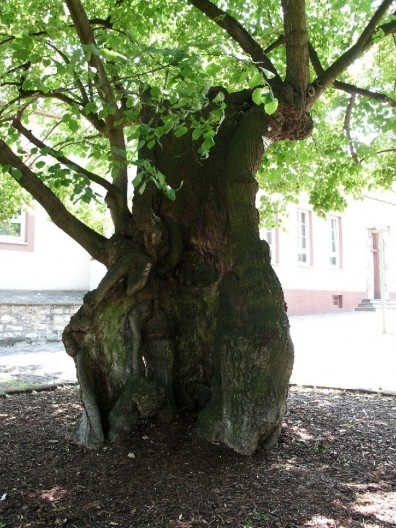 Geocaches podem assumir uma função educativa e esta está relacionada à possibilidade única que eles oferecem para apreciar os processos naturais e de contemplar a natureza