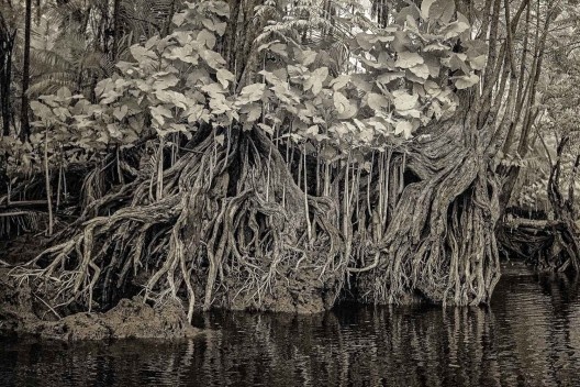 Hiléia, exposição de fotografias na Galeria Rabieh