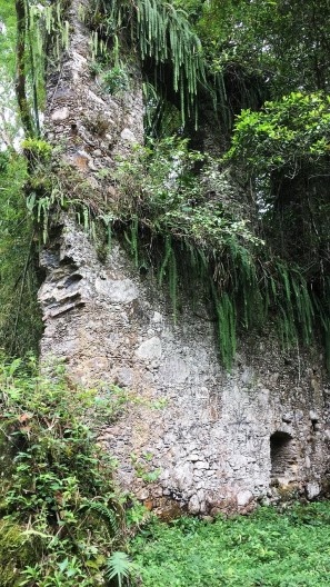 Ruínas do Engenho da Lagoinha, detalhe vegetação, Ubatuba SP