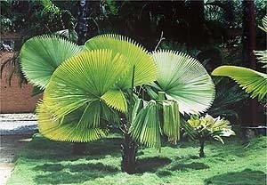 Jardim Fazenda Vargem Grande, Areias SP, 1979