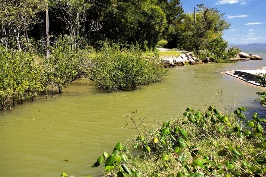Em primeiro plano, remanescente de algodoeiro-da-praia; ao fundo, colonização das margens por plantas resistentes à água salina