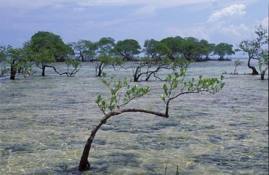 Laguncularia racemosa