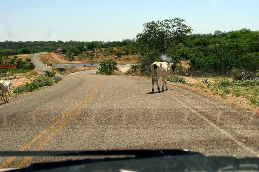 Antes da curva tem uma vaca...