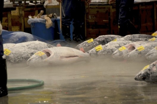 Mercado de peixe Tsukiji, atuns aguardando leilão, Tóquio