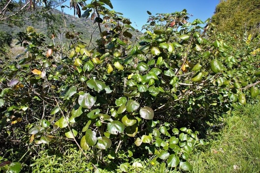 Hibiscus pernambucencis fora do alcance da água do mar