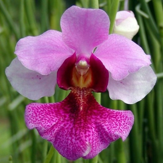 Orquídea Vana Miss Joaquina