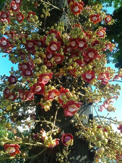 Couroupita guianensis, da Amazônia, introduzida por Burle Marx e Luiz Emygdio no Rio de Janeiro