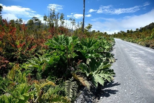 Gunera manicata e samambaias na Carretera Austral, Chile