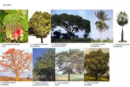 Especificação de árvores